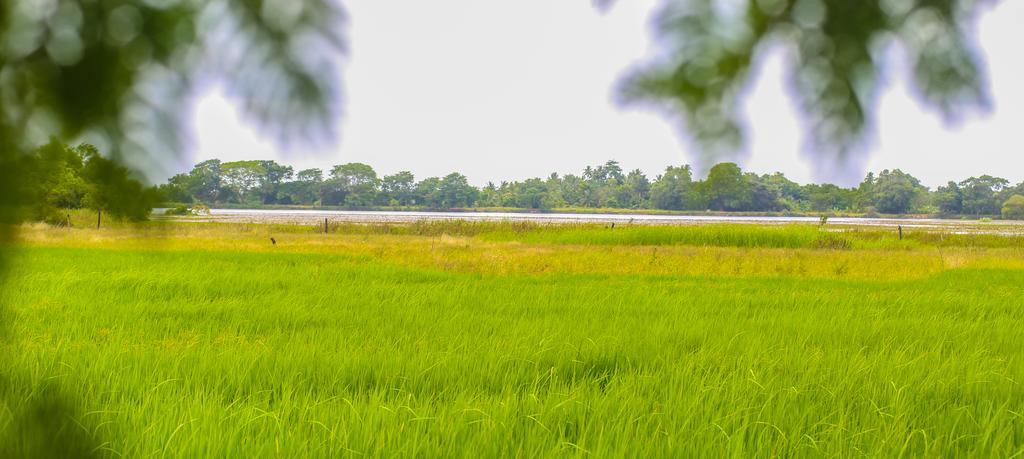 Mankada Resort Anuradhapura Eksteriør billede